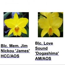 Каттлея (Pot. Norma Sue (Pot. Mem. Jim Nickou 'James' HCC/AOS x Blc. Love Sound 'Dogashima' AM/AOS))(991)