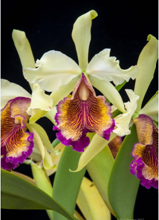 Cattleya dowiana v. aurea