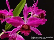 Laelia purpurata var. sanguinea × sib