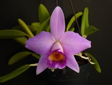 Laelia praestans