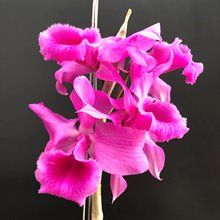 Дендробиум (Dendrobium anosmum 4n)(1333)