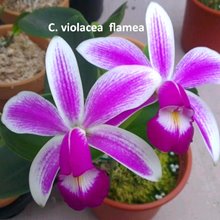 Cattleya violacea var. Flammea