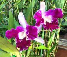 Каттлея (Cattleya Sangob Delight)(А-252А)