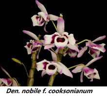 Дендробиум (Dendrobium nobile v. cooksonianum (peloric))(1237)