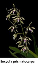 Энциклия (Encyclia prismatocarpa) (1243)