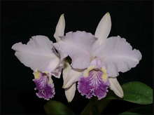 Cattleya  Luedemaniana Coerulia