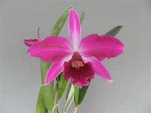 Laelia purpurata var. Rubra