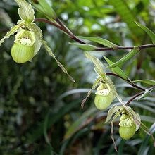 Фрагмипедиум (Phragmipedium pearcei) (А-124)