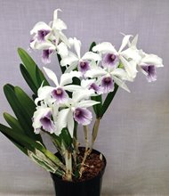 Laelia purpurata var. Werkhäuseri