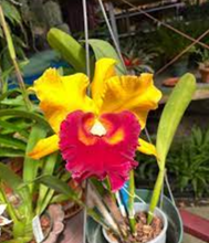 Rlc. Chunyeah 'Good Life No. 1' GM/DOG (Tassie Barbero x Kuan Miao Chen).