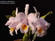 Каттлея (Cattleya schroederae)(1277)