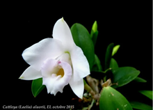 Laelia alaorii x sib