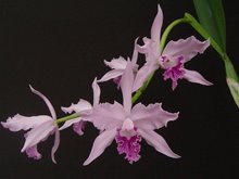 Cattleya labiata var. caerulescens  .