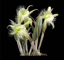 Rhyncattleanthe digbyana