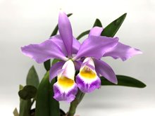 Каттлея (cattleya violacea coerulea X cattleya gigas)(1007)