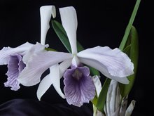 Laelia purpurata ( werkauserii x roxo violeta )S7143