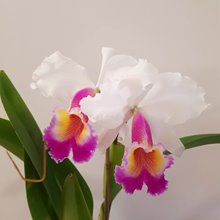 Cattleya Maggie Raphael ( C dowiana x C trianae semialba)