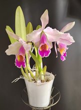 Cattleya Eva's Fabula Rosada (Zephyr) (C.schroederae x C.dowiana)