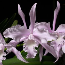 Лаелия (Laelia lobata concolor Jenny x self) (1161)