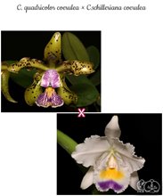 Cattleya schilleriana coerulea x C. quadricolor coerulea