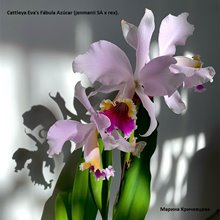 Cattleya Eva´s Fabula y Azucar (jenmanii SA x rex)