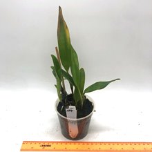 Guariante skenerii f.coerulea 'My Blue Heaven' .