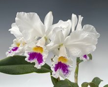 Cattleya labiata var. semi-alba