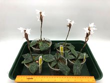 Eltroplectris roseoalba