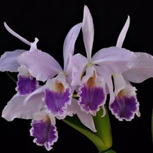 Cattleya labiata coerulea  S6973 NBS