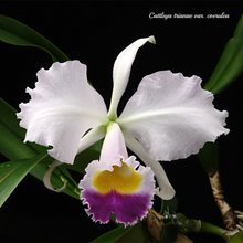 Каттлея (Cattleya trianae сoerulea) (888)