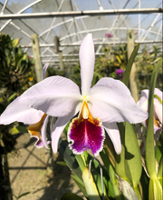 Cattleya percivalliana semi-alba