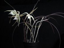 Rcv. David Sander YD099