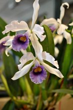 LC CG Roebling ´Eclipse´  (C gaskelliana x Laelia purpurata) coerulea