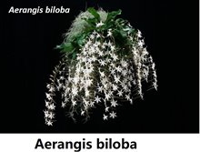 Aerangis biloba (1144)