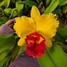 Slc. Coral Gem 'Stephanie'