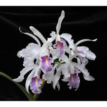 Cattleya  maxima semi-alba x sib ( 'La Pedrena' x 'Cool Beauty')