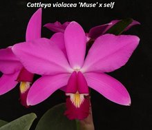 Каттлея (Cattleya violacea 'Muse' x self )(1253)