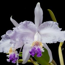 Каттлея (Cattleya lueddemanniana caerulea x Cattleya Warnerii caerulea ) (910)