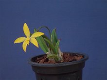 Laelia esalqueana