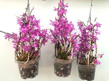 Дендробиум (Dendrobium parishii “no lip”)(1325)