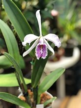 Cattleya maxima var. Suave