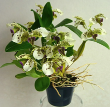 Dendrobium normanbyense