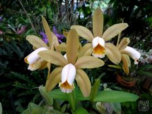 Cattleya forbesii