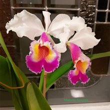 Cattleya Maggie Raphael ( C dowiana x C trianae semialba)