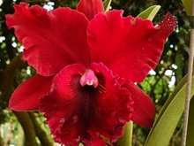 Rhyncholaeliocattleya Chia Lin 'Bao Ching Tian' 包青天 (Rlc. Oconee × Rlc. Maitland)
