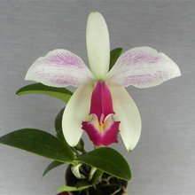 Cattleya  violacea var. Pincelada
