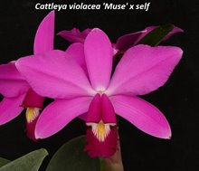 Каттлея (Cattleya violacea 'Muse' x self )(1252)