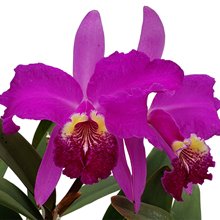 Каттлея (Cattleya lueddemanniana 'Cesar Fernandez' x 'Infierno' 'Ecu')(1039)