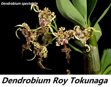 Дендробиум (Dendrobium spectabile)(1235)