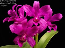 Gur.(C.) bowringiana Dark x sib (Dark Katayama x Kosabe)